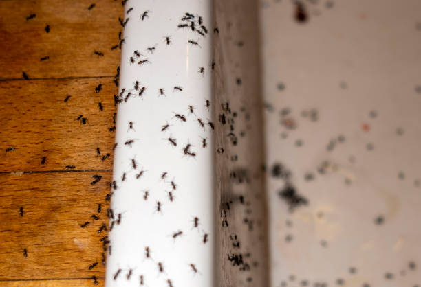Best Pest Removal Services  in Lyndonville, VT