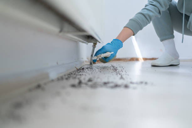 Best Ant Control Services  in Lyndonville, VT