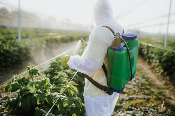 Best Bed Bug Extermination  in Lyndonville, VT